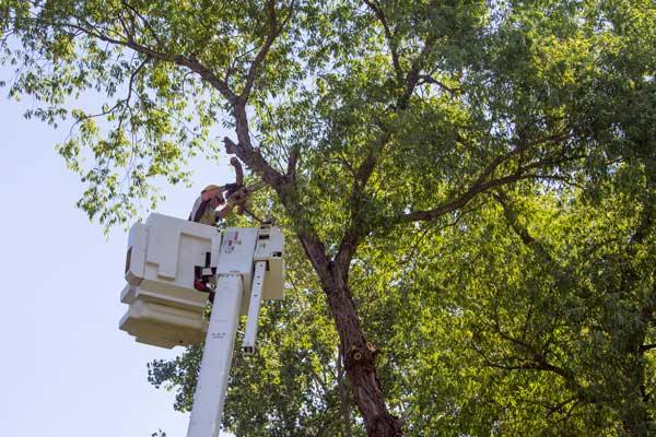 Dakota Electric lineman trimming trees