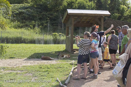 People looking at kangaroos