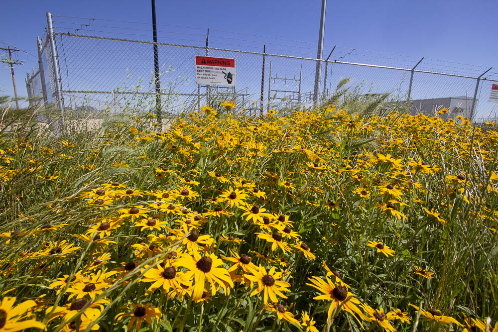 flowers near substation