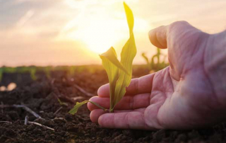 a hand checking crops in a field
